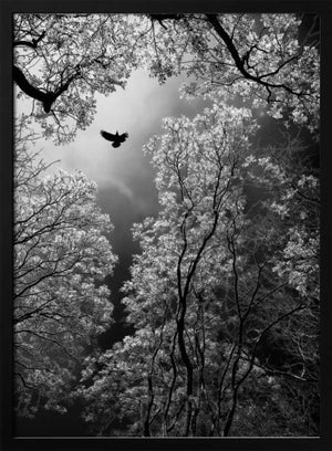 Tablou înramat „Flight” de Goran Stamenkovic