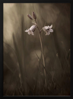 Tablou înramat „A small flower on the ground” de Allan Wallberg