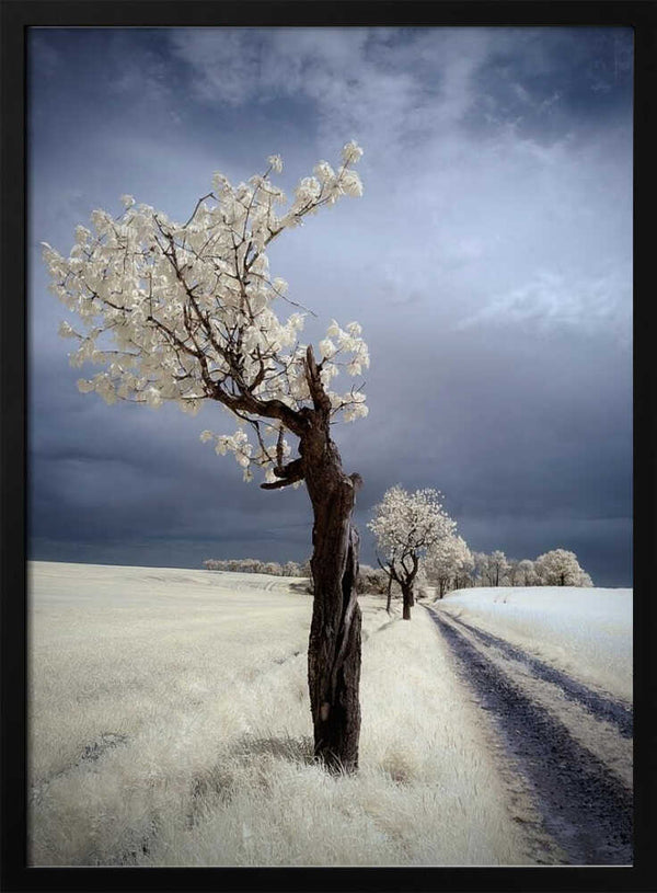 Tablou înramat „IRenka” de Piotr Krol (Bax)