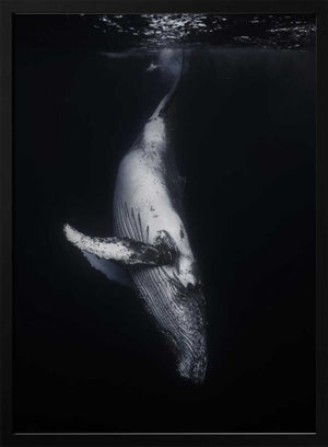 Tablou înramat „Black Whale” de Barathieu Gabriel