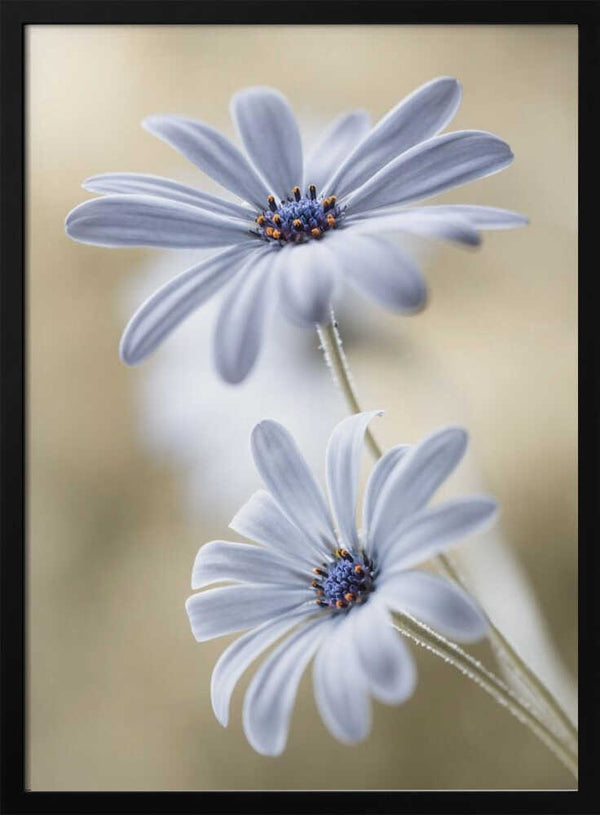 Tablou înramat „Cape daisies” de Mandy Disher
