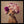 Tablou înramat „Lady” de Tammy Swarek