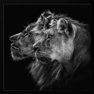 Tablou înramat „Lion and  lioness portrait” de Laurent Lothare Dambreville
