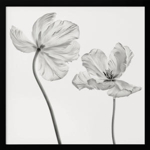 Tablou înramat „Same tulip : front- and backview” de Lotte Grønkjær