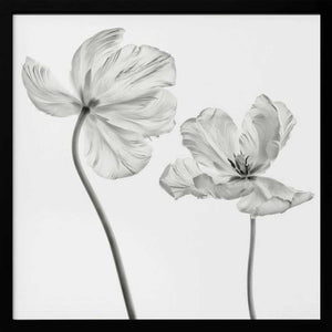 Tablou înramat „Same tulip : front- and backview” de Lotte Grønkjær