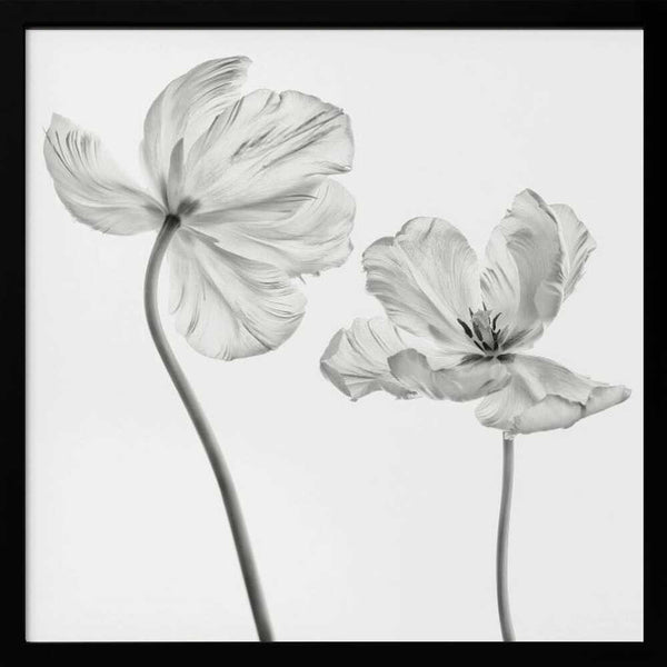 Tablou înramat „Same tulip : front- and backview” de Lotte Grønkjær