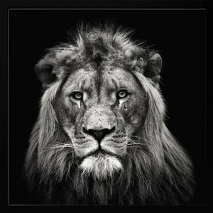 Tablou înramat „Young Male Lion” de Christian Meermann