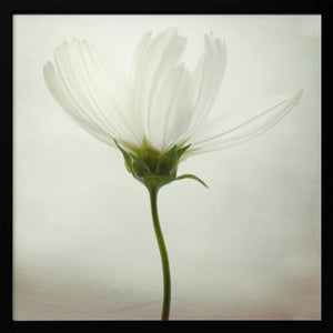 Tablou înramat „White cosmos” de Lotte Grønkjær
