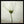 Tablou înramat „White cosmos” de Lotte Grønkjær