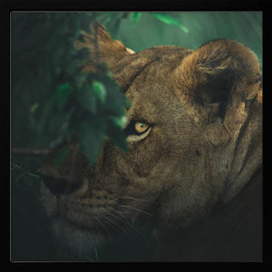 Tablou înramat „Eye Contact” de Ahmed Sobhi