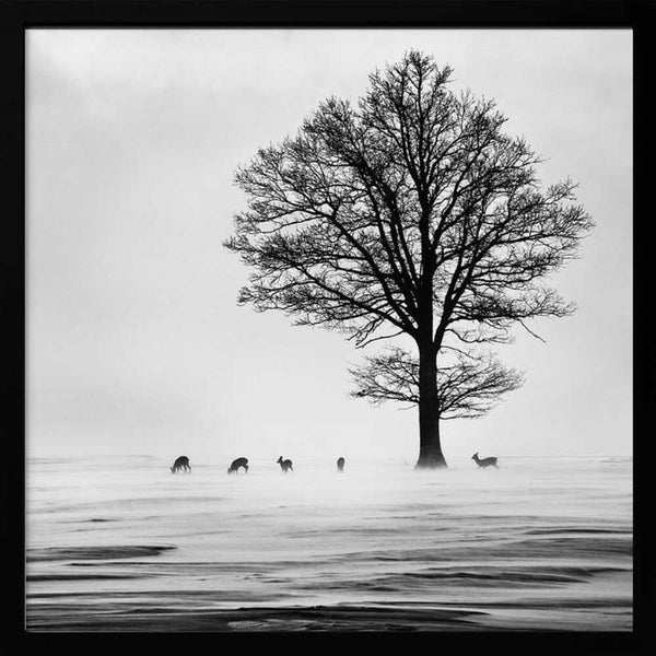 Tablou înramat „Roes” de Silvija Danelsone