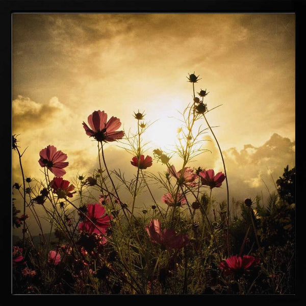 Tablou înramat „Watching the Sun” de Christian MARCEL