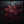 Tablou înramat „The Lady in Red” de Martha Suherman