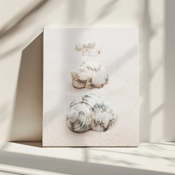 Tablou canvas „Shells” de Pictufy Studio III