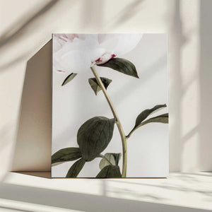 Tablou canvas „Peony 09” de Pictufy Studio III