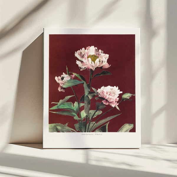 Tablou canvas „Hærdaceous Peony no2” de Ogawa Kazumasa
