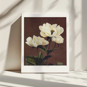 Tablou canvas „Hærdaceous Peony” de Ogawa Kazumasa