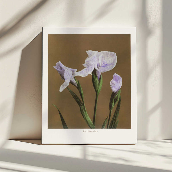 Tablou canvas „Iris Kæmpferi no2” de Ogawa Kazumasa