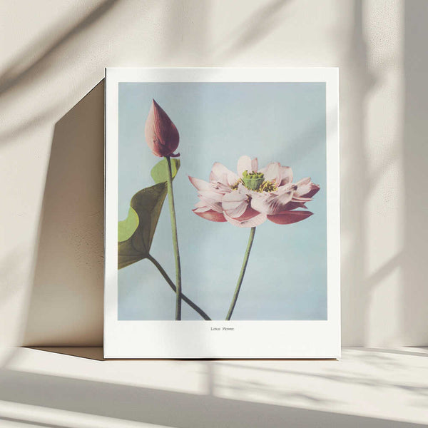 Tablou canvas „ Lotus Flowers” de Ogawa Kazumasa