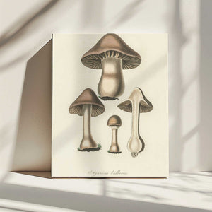 Tablou canvas „Agaricus Bulbosus Illustration. Medical Botany 1836” de John Stephenson and James Morss Churchill