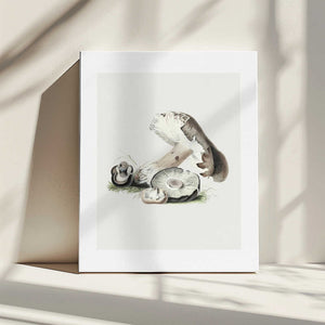 Tablou canvas „Vintage Agaricus Augustus Mushroom 50x70” de Biodiversity Heritage Library