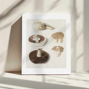 Tablou canvas „Common Meadow Mushroom, Agaricus Campestris Standing” de Anselmus Boëtius De Boodt