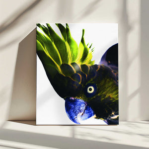 Tablou canvas „Vivid Bird Glance” de Shot by Clint
