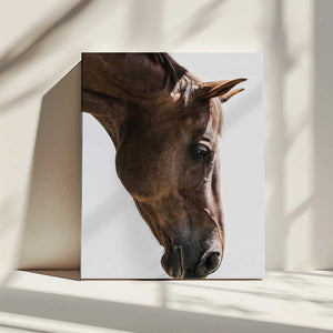 Tablou canvas „Portrait of a Horse Head” de Shot by Clint