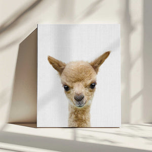 Tablou canvas „Peekaboo Baby Llama” de Lola Peacock