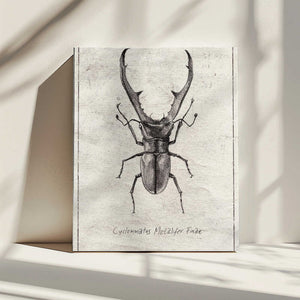 Tablou canvas „Cyclommatus Metalifer Finae” de Mike Koubou