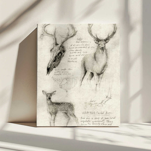 Tablou canvas „Anatomical Drawings Of Deer” de Mike Koubou
