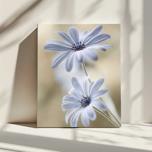 Tablou canvas „Cape daisies” de Mandy Disher