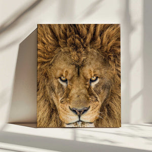 Tablou canvas „Serious Lion” de Mike Centioli