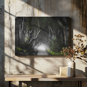 Tablou canvas „DARK HEDGES” de Nicola Molteni