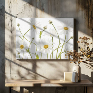 Tablou canvas „Ox eye Daisies” de Mandy Disher