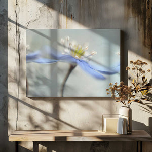 Tablou canvas „Dancing anemones” de Heidi Westum