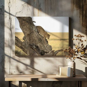 Tablou canvas „Leopard - Serengheti, Tanzania” de Giuseppe DAmico