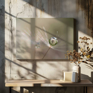 Tablou canvas „Star of dandelion” de Bertrand Kulik