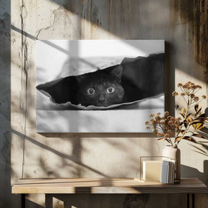 Tablou canvas „Cat in a bag” de Jeremy Holthuysen