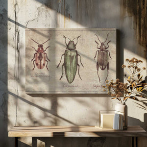 Tablou canvas „Vintage Insect Taxonomy Trio” de Mike Koubou