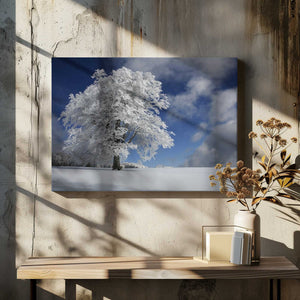 Tablou canvas „White Windbuche in Black Forest” de Nicolas Schumacher