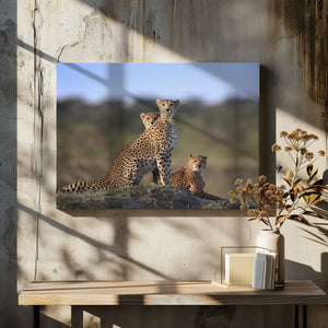 Tablou canvas „Cheetahs Family” de Sultan Sultan Al Aseeri