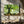 Tablou canvas „Ponthus' Beech” de Christophe Kiciak