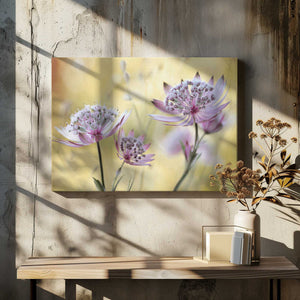 Tablou canvas „Astrantia Major” de Mandy Disher