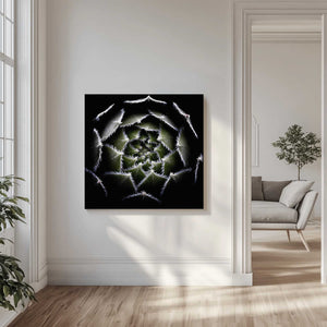Tablou canvas „Sempervivum Rosette” de Victor Mozqueda