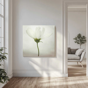 Tablou canvas „White cosmos” de Lotte Grønkjær