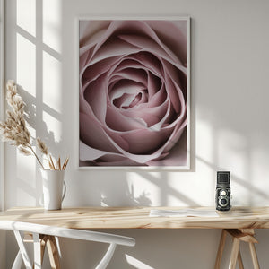 Tablou înramat „Pink Rose No 04” de Pictufy Studio III