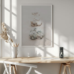 Tablou înramat „Shells” de Pictufy Studio III