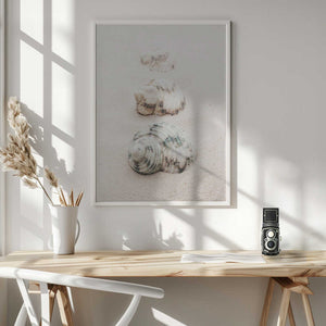 Tablou înramat „Shells” de Pictufy Studio III