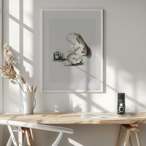 Tablou înramat „Vintage Agaricus Augustus Mushroom 50x70” de Biodiversity Heritage Library